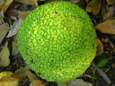 Adam's apple for the treatment of varicose veins